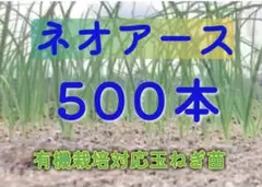 【説明欄必読】11月1日発送開始 玉ねぎ苗ネオアース1,000本おまけ泉州10本 nms2310264181.jpg