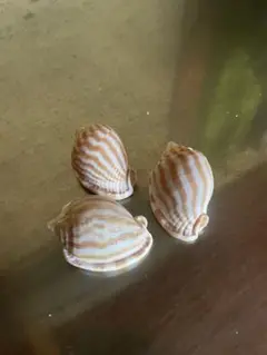 貝殻 3個セット