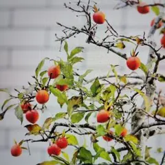 2026年最新】老爺柿種の人気アイテム - メルカリ