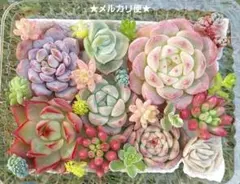 ネル様 リクエスト 2点 まとめ商品