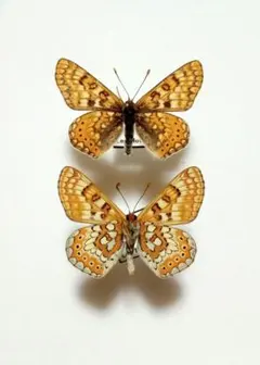 蝶標本　チョウセンヒョウモンモドキ　モンゴルのサムネイル