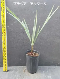 ブラヘアアルマータ　極太株　幹幅11センチ ブラヘア アルマータ | mana's farm:塊根植物・アガベ・ドライ