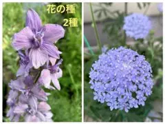 花の種 2種 千鳥草 ラークスパーアールグレイ＆ブルーレースフラワーの種のサムネイル