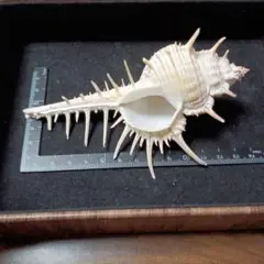 貝殻標本　アクキガイ②