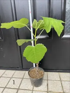 ヒデ様専用 根出し苗 挿し木苗イチジク いちじく 苗 - メルカリ