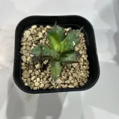 爬虫類少年様 リクエスト 2点 まとめ商品