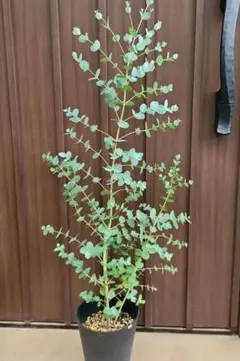 ユーカリ　グニー　鉢植え28 苗　苗木　シンボルツリーのサムネイル