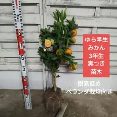 ゆら早生みかん 3年生 実つき 植木鉢向きサイズ