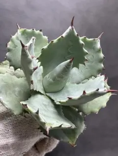 2026年最新】アガベ 甲蟹の人気アイテム - メルカリ