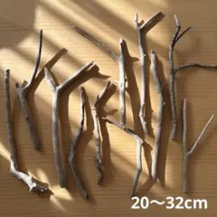 流木 11本セット 自然素材 枝分かれ　天然