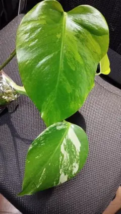 まーさん様 リクエスト 2点 まとめ商品