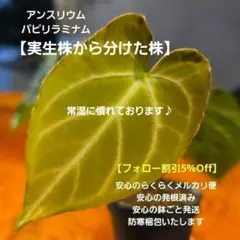 2025年最新】レアアンスリウムの人気アイテム - メルカリ