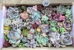 89 多肉植物　多肉弁当　詰め合わせ　寄せ植え　セット　カット苗　韓国苗　セダム