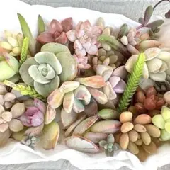 【多肉弁当♡ラブリーローズ入】★同等品★かわいい寄せ植えパック♡盛り合わせ