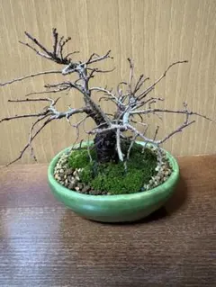 kin3様 リクエスト 2点 まとめ商品