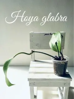 nori K様 リクエスト 2点 まとめ商品