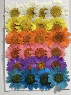 押し花素材パック　ノースポール ミックス24個入（6色×4個）No1087