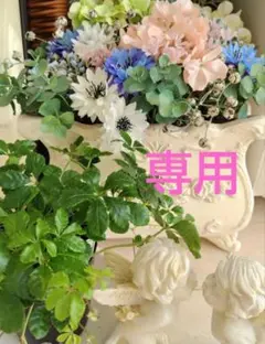 みかん810様 リクエスト 2点 まとめ商品