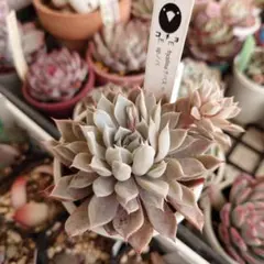 2026年最新】コチョ苗の人気アイテム - メルカリ