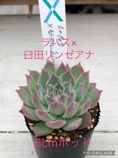 多肉植物 中里リンゼアナ×ロメオ♡抜き苗(サボテン相談室) - メルカリ