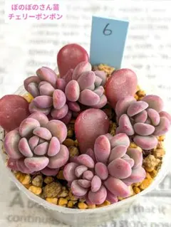 まつぼっくり様 リクエスト 2点 まとめ商品