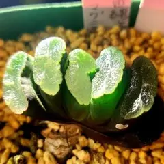 チ*ー様 ◎ 171 宇田縄文マグニフィカ錦 多肉植物 ハオルチア アロエ