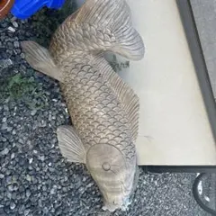 送料別】沖縄産トックリヤシ（25）┃人気沸騰中の徳利椰子で