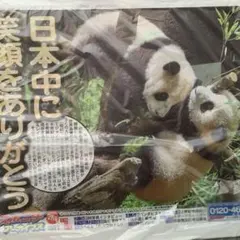パンダ　シャオシャオ　レイレイ　スポニチアーカイブス