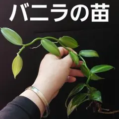 Emma様 リクエスト 2点 まとめ商品 ④⑤バニラ