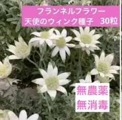 採れたて】【厳選】フランネルフラワー種子 100粒+α 天使のウインク
