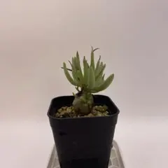 【セール】チレコドン　レティキュラータス　No.003　鉢、送料込　メルカリ便 2025年最新】チレコドン 万物想の人気アイテム - メルカリ