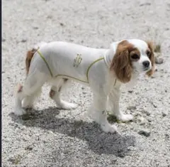 ALPHAICON DOG GUARD COOL MLサイズ - メルカリ
