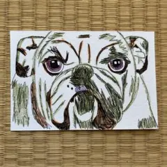 手描きイラスト 原画 はがき 犬 ブルドッグ 動物 一点もの