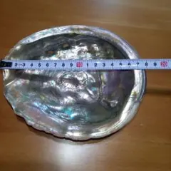 天然アカネ アワビ貝 特大18㎝稀少