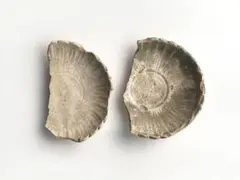 骨董　アンティーク　黄瀬戸　菊花皿　輪花皿　陶片　残欠　発掘　美濃陶片　美濃古窯