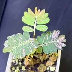 Phyllanthus urinariaフィランサス　ウリナリア　ピンク速達付1のサムネイル