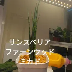 サンスベリア　ファーンウッドミカド　根付き　7本のサムネイル
