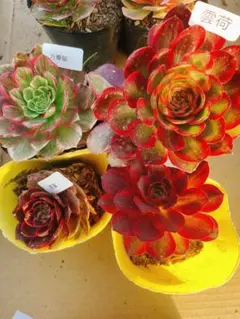 58 多肉植物 アエオニウム 抜き苗 4種セット