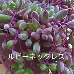 多肉植物【ルビーネックレス】カット苗