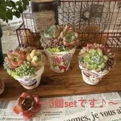 ★sweetsリメイク鉢★そのまま飾れる多肉植物の寄せ植え3個　リメ鉢ちまちま苗