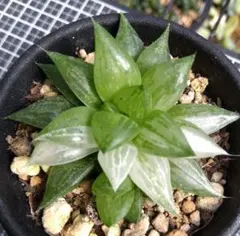 多肉植物 旧氷砂糖 錦 抜き苗 - メルカリ