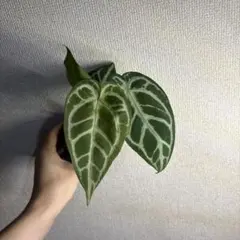 Anthurium pinkveilのサムネイル