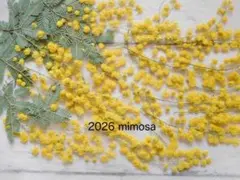 るみひろ様 リクエスト 3点 まとめ商品