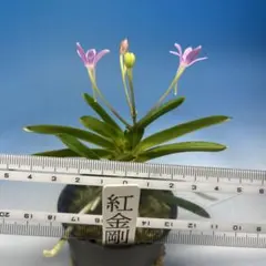 富貴蘭 桃達磨 花付き - メルカリ