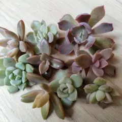 10 多肉植物 カット苗 セット 詰め合わせ