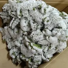 mereren様 リクエスト 3点 まとめ商品