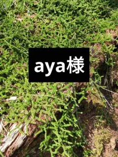 １０／２０発送　　　　　　　　aya様専用