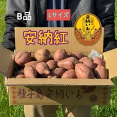 種子島安納いも B品 2Lサイズ 5㎏ - メルカリ