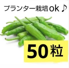 B−様 リクエスト 2点 まとめ商品