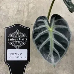 アロカシア ハートバルーン ピンク 斑入り Heart Balloon var. ALOCASIA HEART BALLON PINK VARIGATED - メルカリ